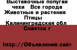 Выставочные попугаи чехи - Все города Животные и растения » Птицы   . Калининградская обл.,Советск г.